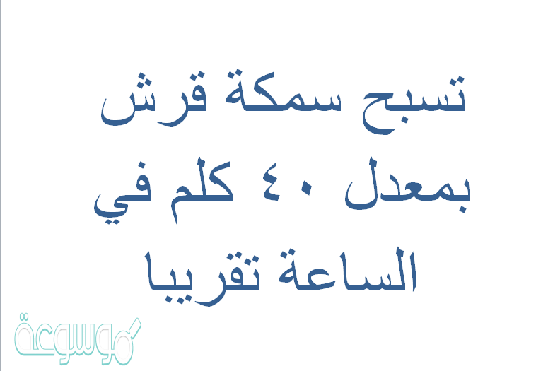 تسبح سمكة قرش بمعدل ٤٠ كلم في الساعة تقريبا