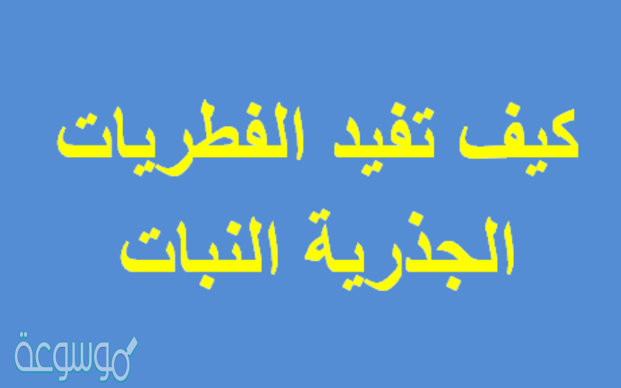 كيف تفيد الفطريات الجذرية النبات