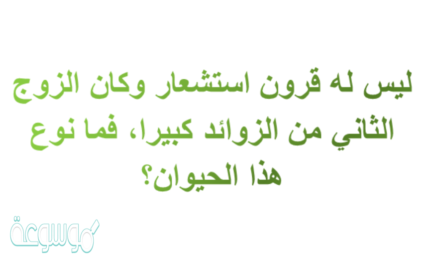 ليس له قرون استشعار وكان الزوج الثاني من الزوائد كبيرا، فما نوع هذا الحيوان؟