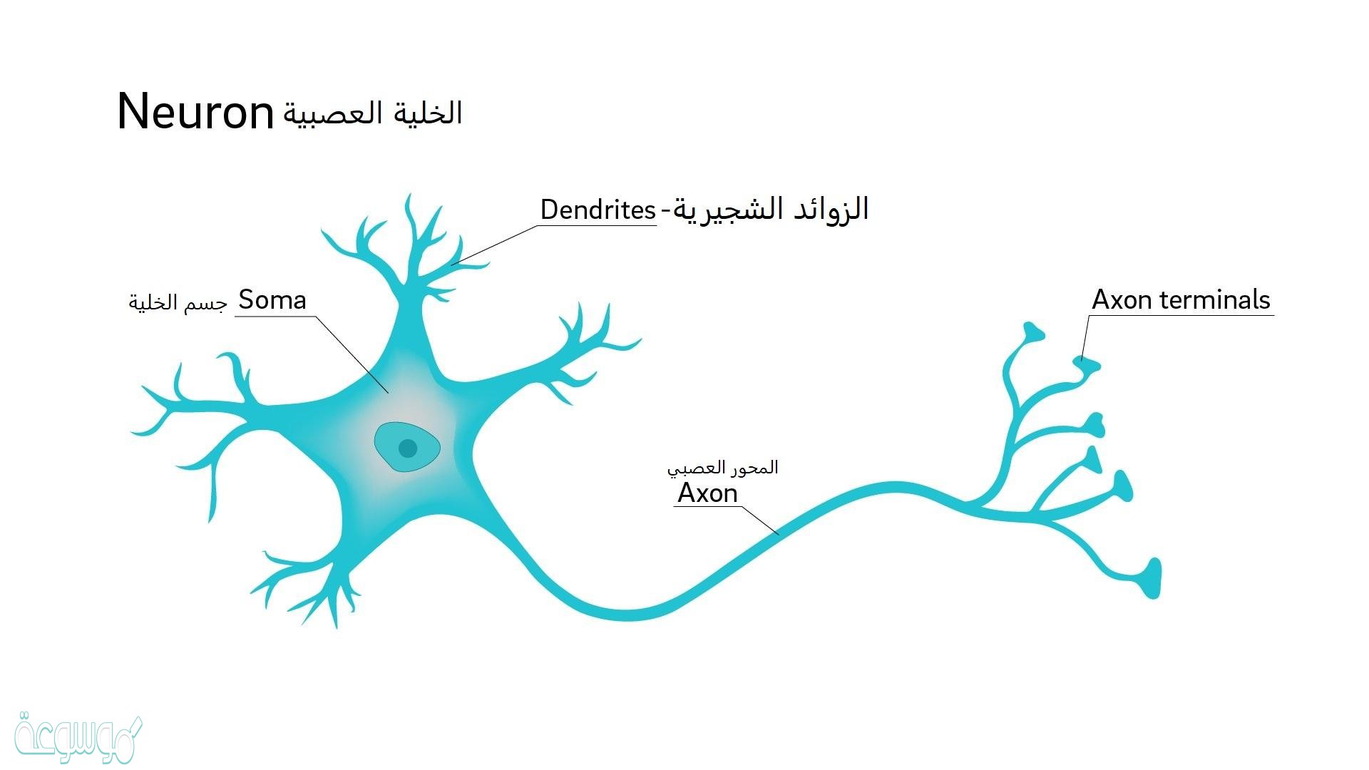 كيف ينتقل السيال العصبي .. تعريف السيال العصبي ولماذا ينتقل في إتجاه واحد