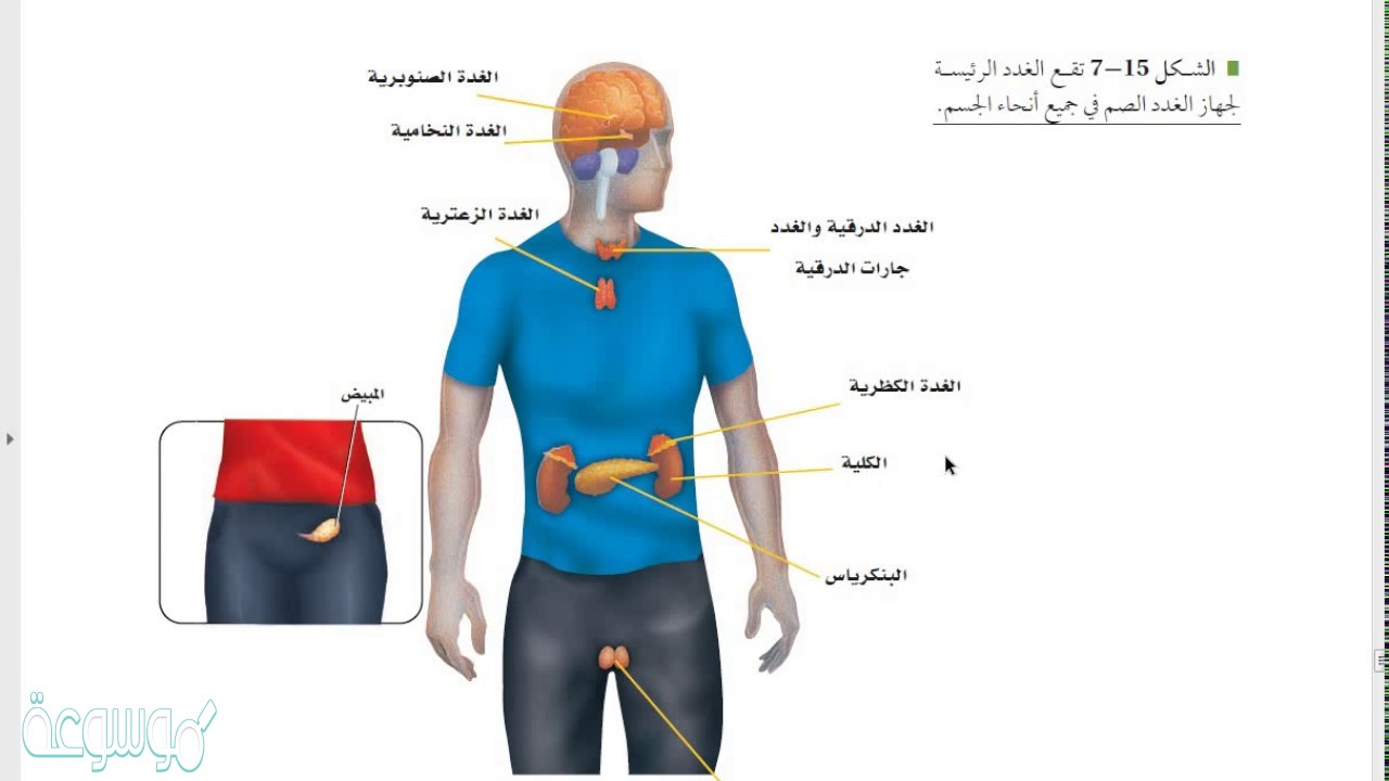 شرح درس جهاز الغدد الصم