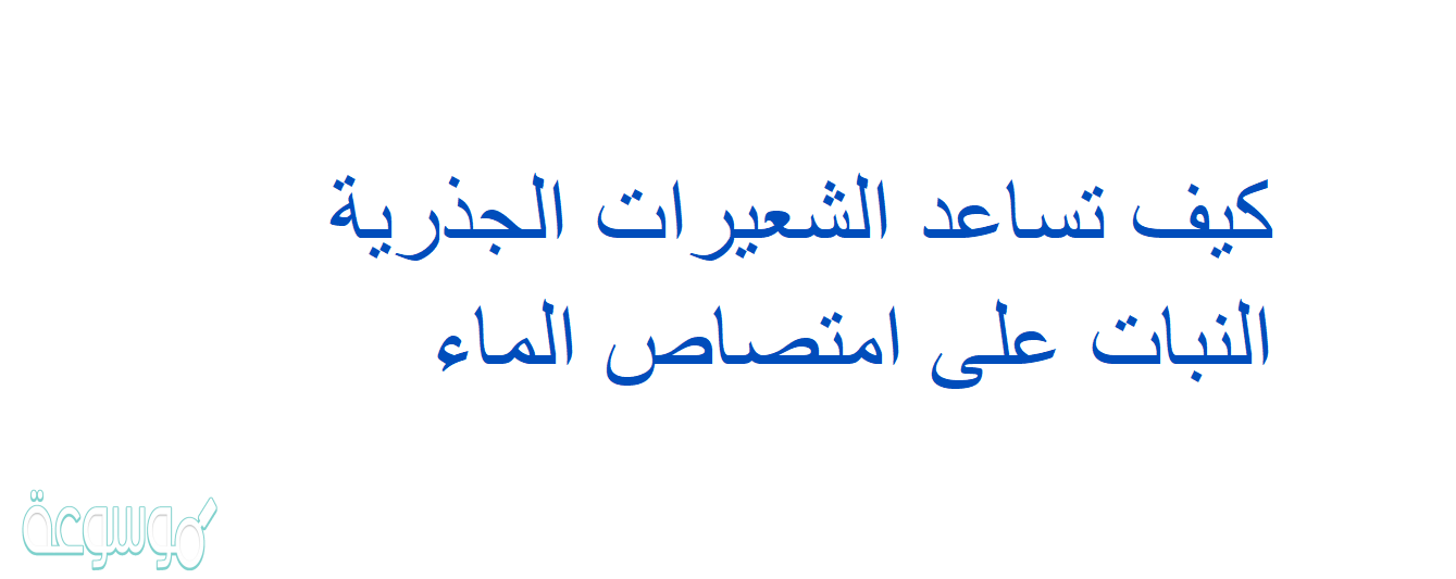 كيف تساعد الشعيرات الجذرية النبات على امتصاص الماء