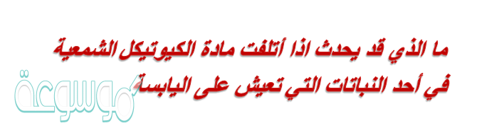 ما الذي قد يحدث اذا أتلفت مادة الكيوتيكل الشمعية في أحد النباتات التي تعيش على اليابسة