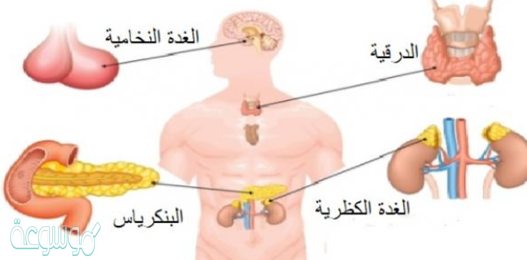 ما المادة الكيميائية التي تفرزها الغدد الصماء