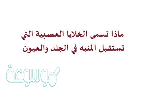 ماذا تسمى الخلايا العصبية التي تستقبل المنبه في الجلد والعيون