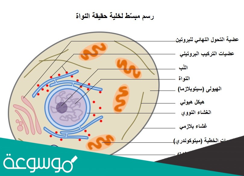 أربط ما بين مكونات الخلية ووظيفتها