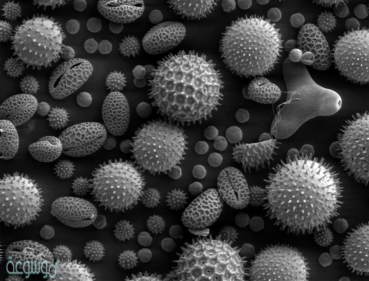 الزهرة التي تُنتج حبوب لقاح pollen grains فقط، من حيث الجنس تُسمى زهرة