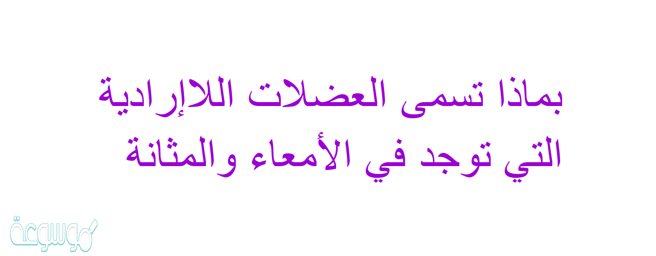 بماذا تسمى العضلات اللاإرادية التي توجد في الأمعاء والمثانة