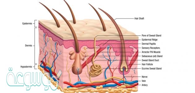 من وظائف الجلد ثاني متوسط