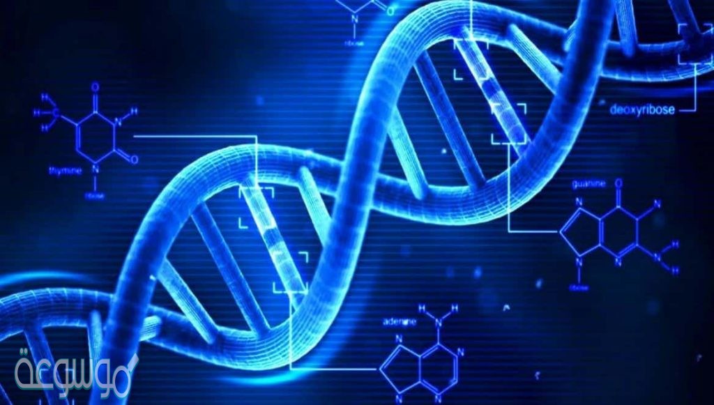 ما القاعده التي توجد في RNA ولاتوجد في DNA