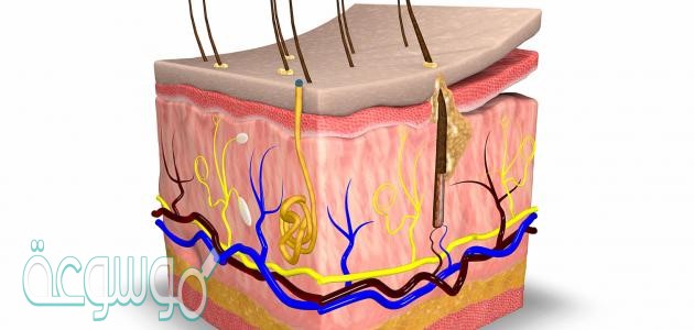 الطبقه الخارجيه من الجلد