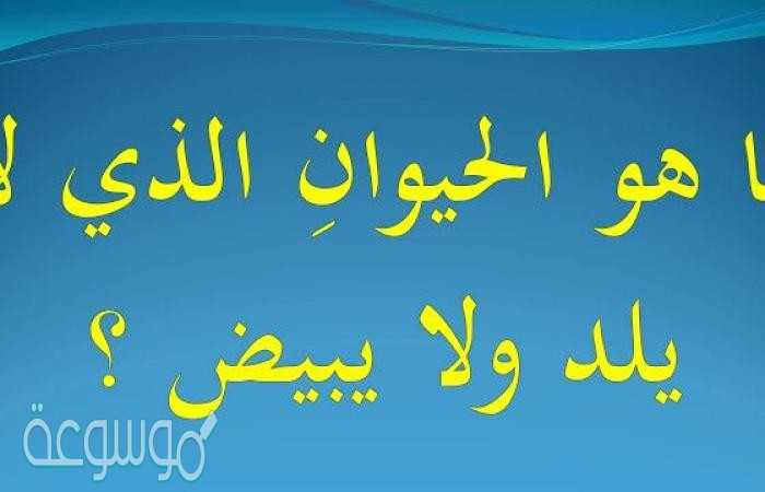 ماهو الطائر الذي يلد ولا يبيض