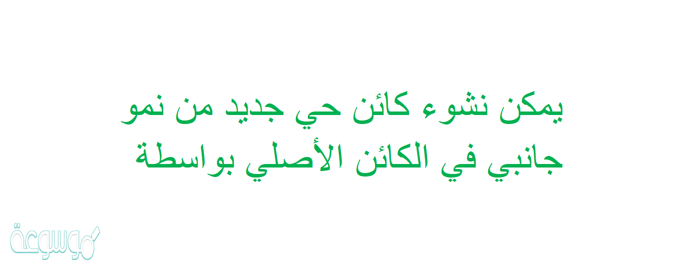 يمكن نشوء كائن حي جديد من نمو جانبي في الكائن الأصلي بواسطة