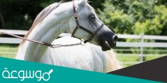 اجمل صور للخيول العربية الاصيلة HD