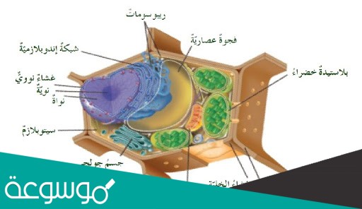 هي الخلية التي تكون جاهزة لإدخال البيانات وتحاط بحدود سميكة