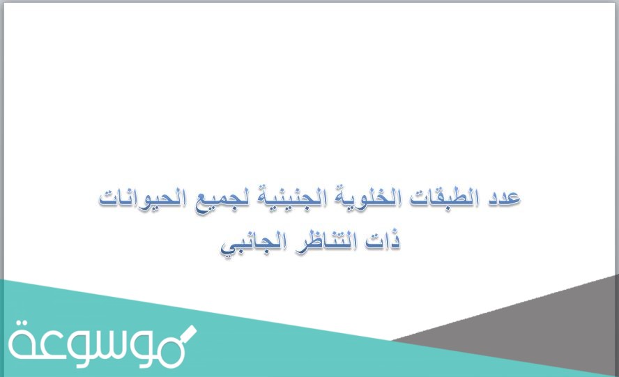 عدد الطبقات الخلوية الجنينية لجميع الحيوانات ذات التناظر الجانبي