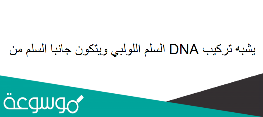 يشبه تركيب DNA السلم اللولبي ويتكون جانبا السلم من.....