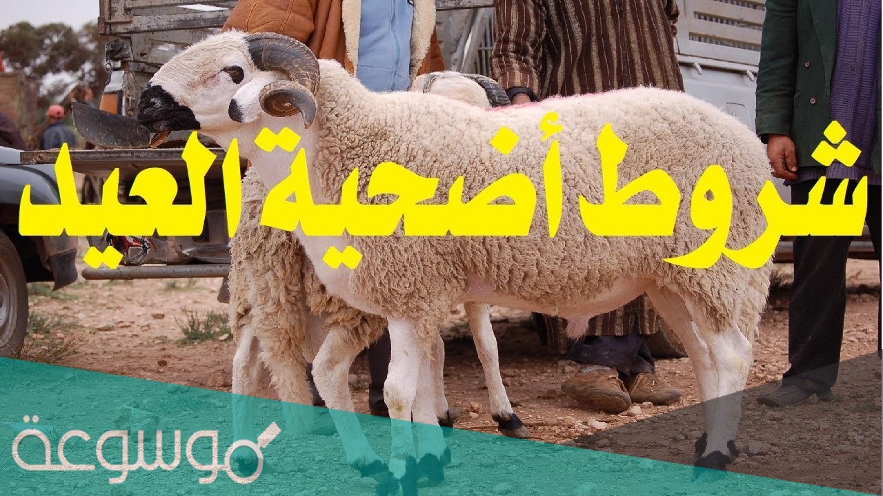 كم عمر الأضحية من الابل