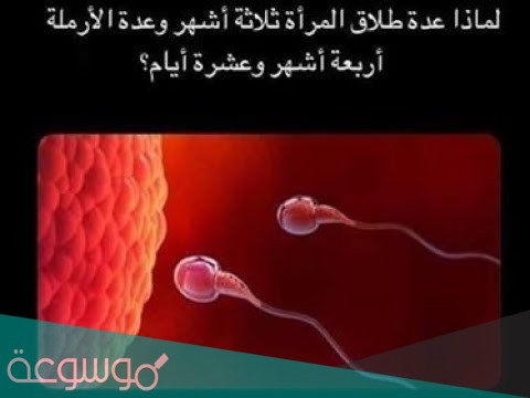 لماذا عدة طلاق المرأة ثلاثة أشهر