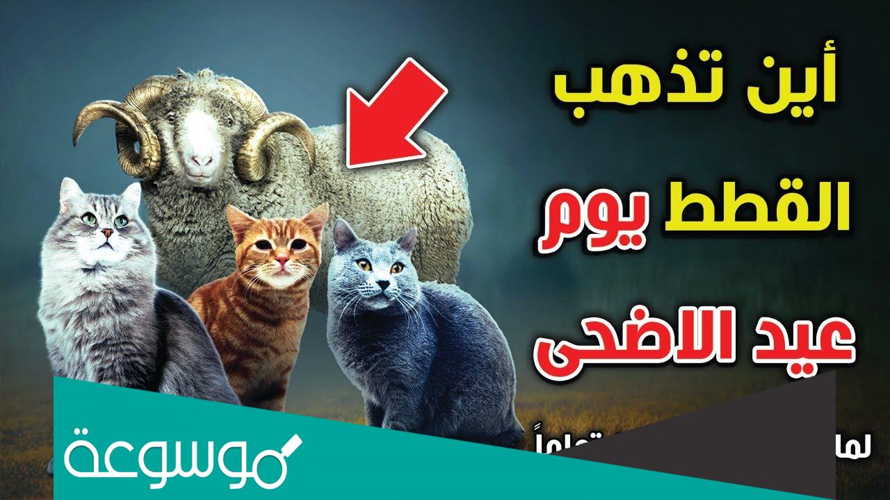 اين تختفي القطط يوم عيد الاضحى