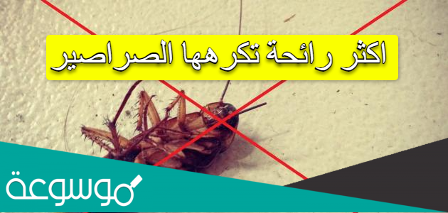 اكثر رائحة تكرهها الصراصير