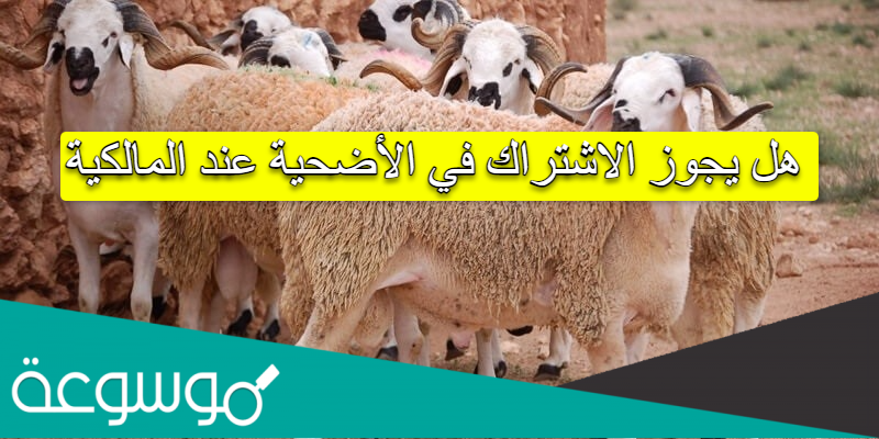 هل يجوز الاشتراك في الأضحية عند المالكية