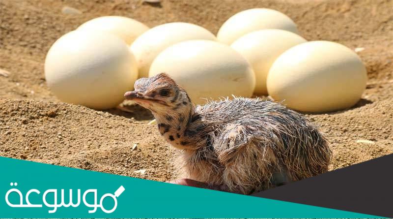 ما هو الطائر الذي يضع أكبر البيض في العالم؟